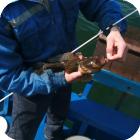 Способы ловли некоторых видов рыбы в Чёрном море
